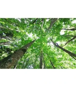 Canon® CANON RF 10-20MM F4L IS STM -Duke Fotografia canon rf 10 20mm f4l is stm canon 5