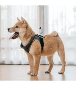 INSTA360 GO 2 CORREA SOPORTE MASCOTAS -Duke Fotografia insta360 go 2 correa soporte mascotas 2