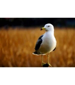 SONY SEL55210B E 55-210MM F4.5-6.3 OSS -Duke Fotografia sony sel55210b e 55 210mm f45 63 oss sony 2